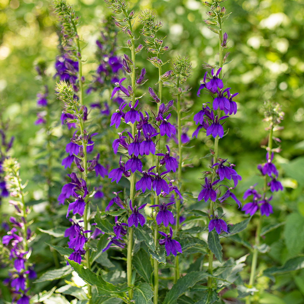 Lobelia 'Starship™ Blue'