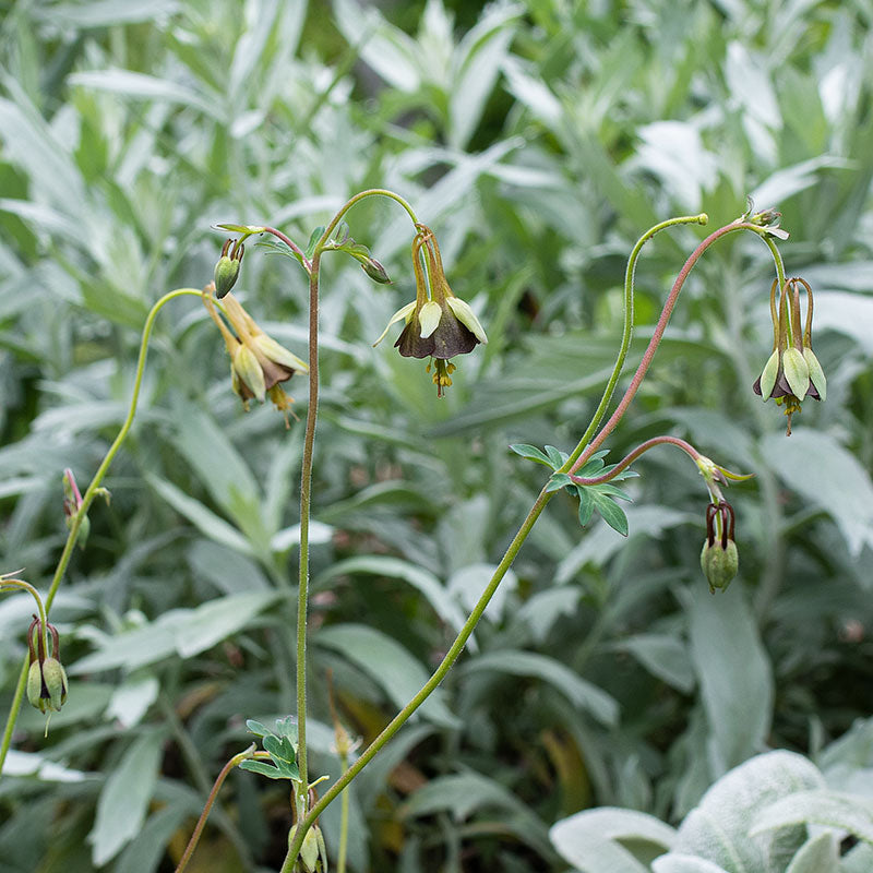 Columbine 'Chocolate Soldier'