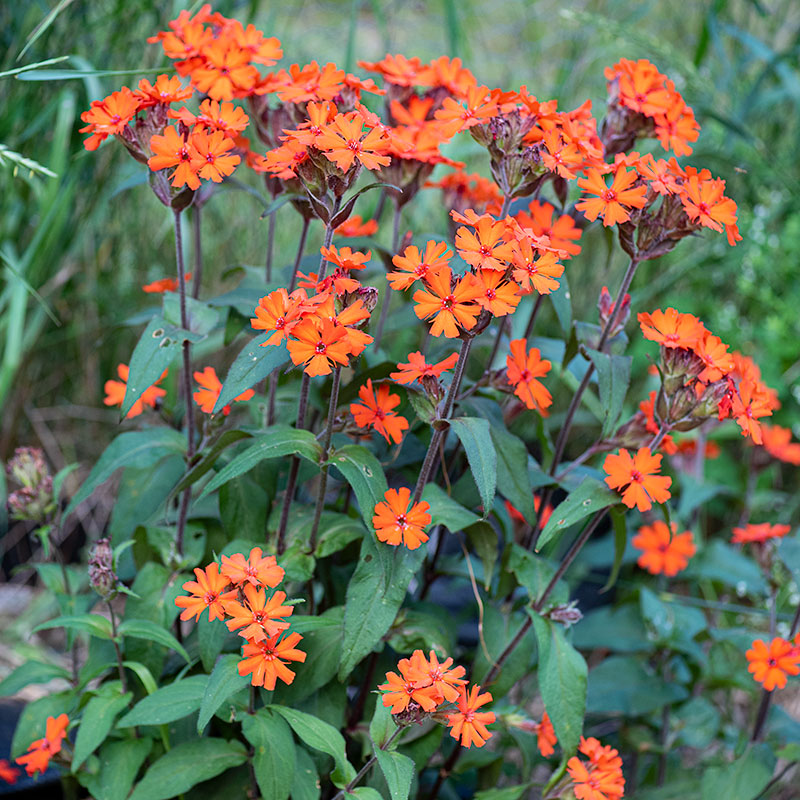 Lychnis 'Vesuvius'