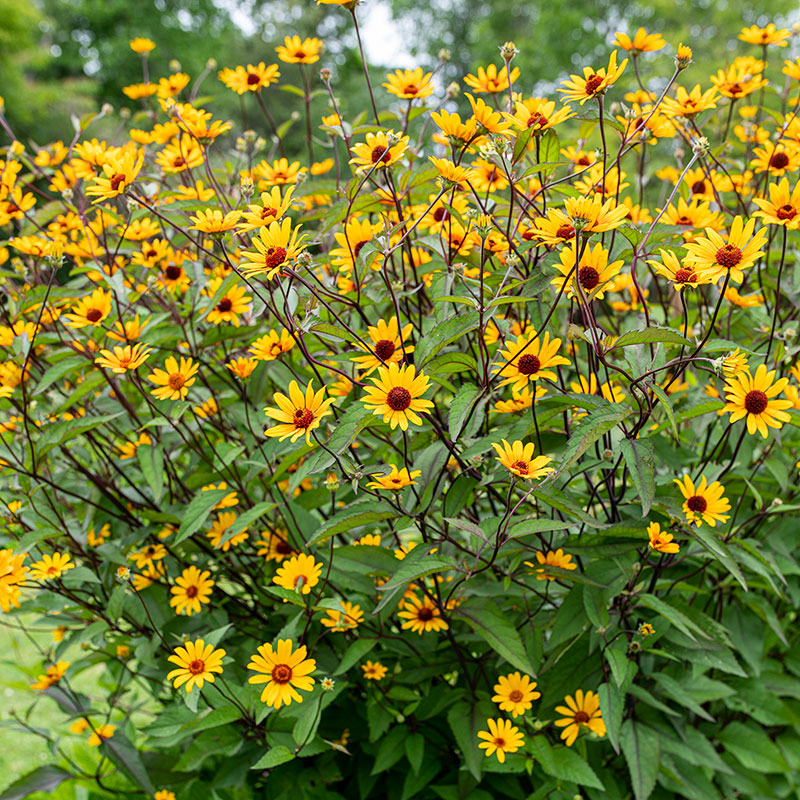 Heliopsis 'Summer Nights'