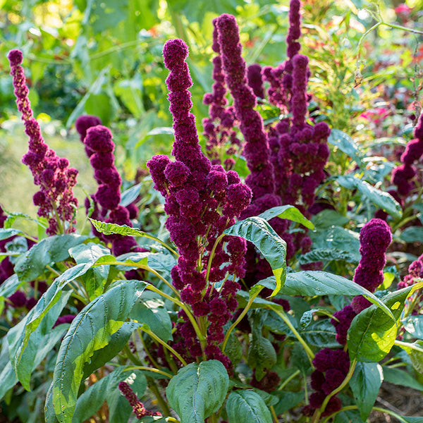 elephant head flower seeds Amaranth 'Elephant's Head'