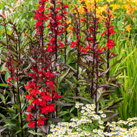 
    



Lobelia 'Starship™ Scarlet Bronze Leaf'
