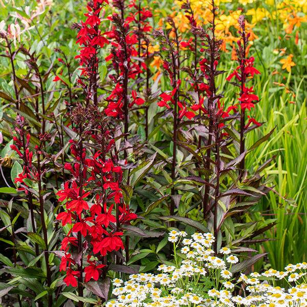 planting lobelia seeds indoors Lobelia 'Starship™ Scarlet Bronze Leaf'