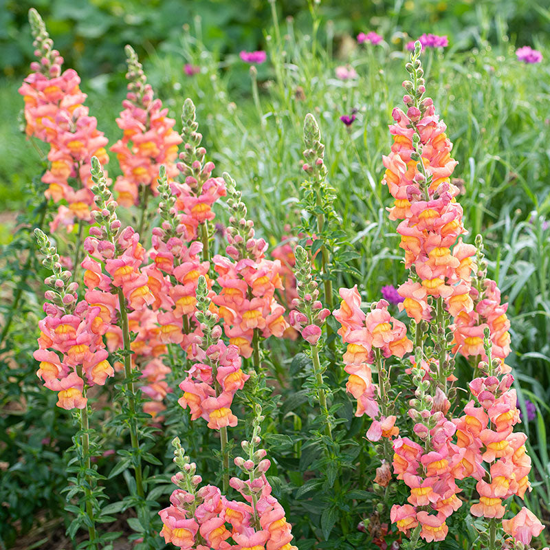 Snapdragon 'Potomac® Orange' F1