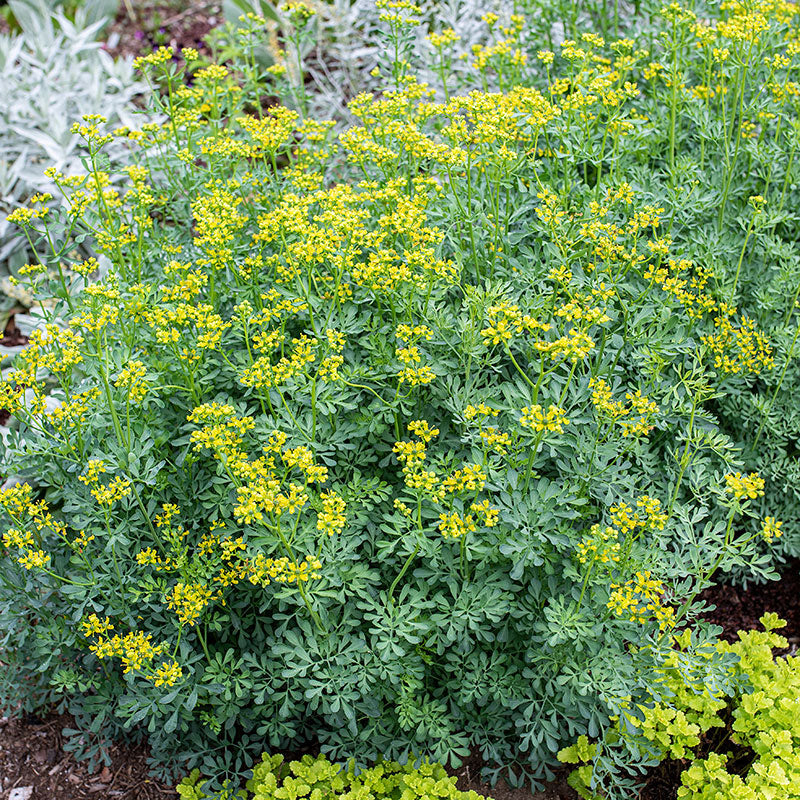 planting rue seeds Rue