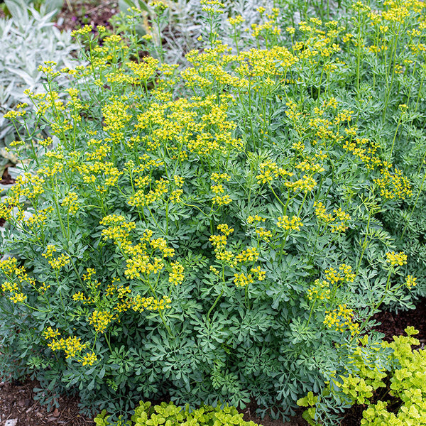 garden grace seeds Rue seeds