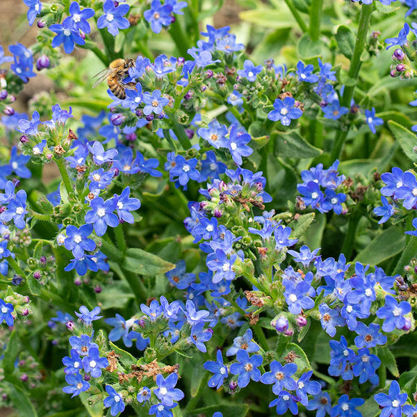 Growing The Beautiful Chinese Forget Me Not - Celtic Roots Farm