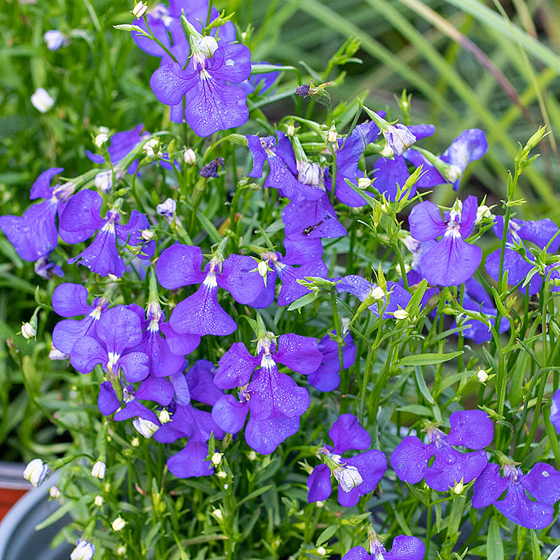 Lobelia 'Blue Wings'