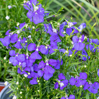 
    



Lobelia 'Blue Wings'
