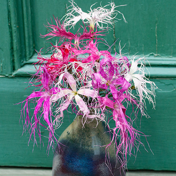 Pink - Fringed 'Dancing Geisha'