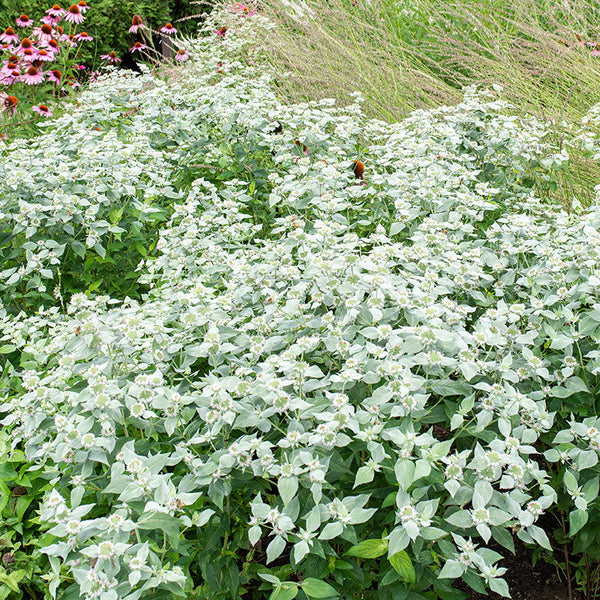 mint seeds for planting Mountain Mint