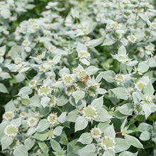 plant in the mint family with healthful seeds nyt Mountain Mint