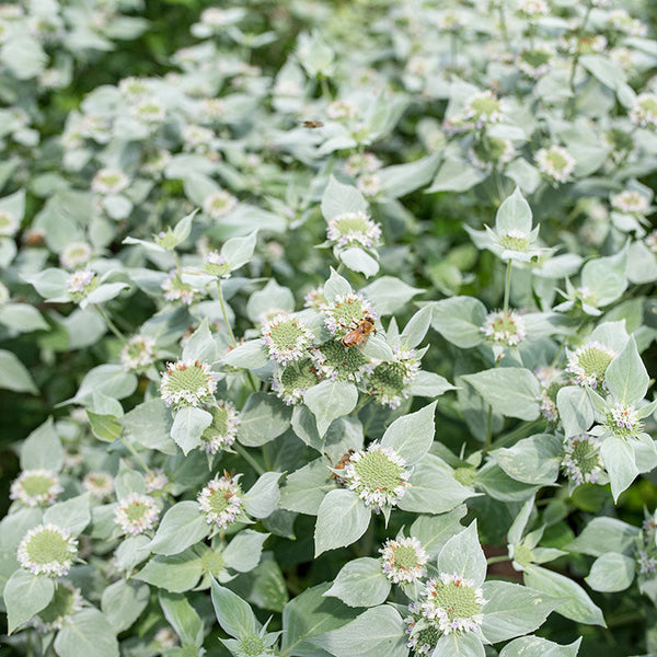 plant mint family healthful seeds Mountain Mint