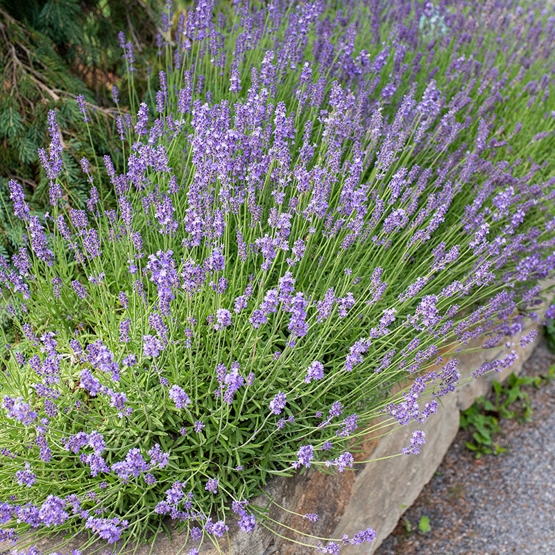 Organic edible lavender flowers