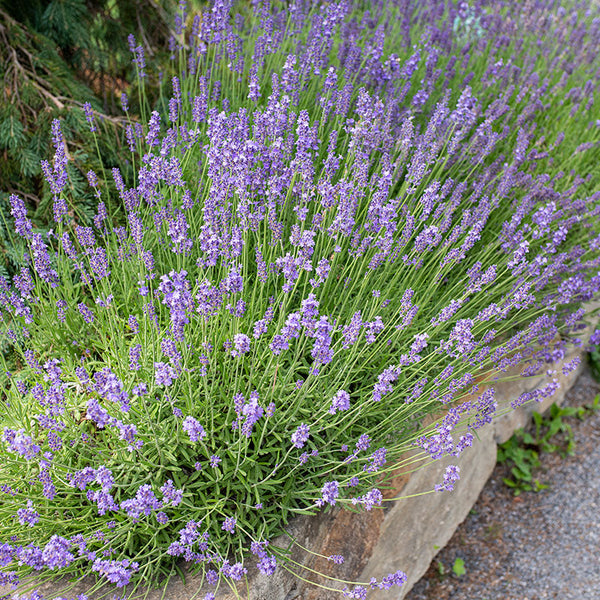 munstead english lavender plant Lavender 'Munstead Strain' Organic