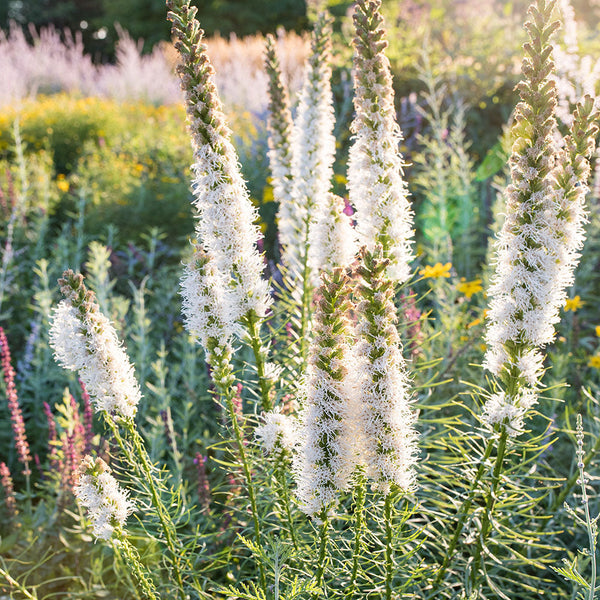 Blazing Star 'Floristan White' seeds - Liatris spicata