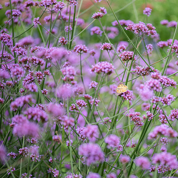 verbena indoor plant Verbena bonariensis 'Vanity' seeds