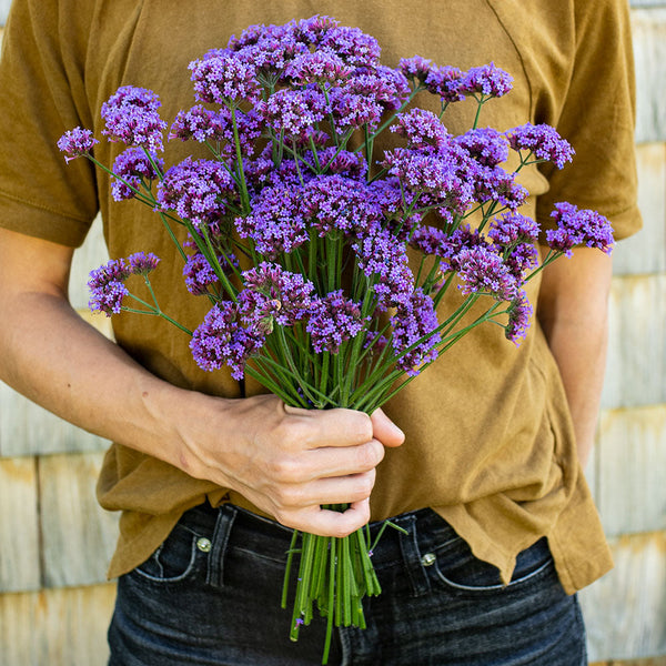 verbena flower seeds Verbena bonariensis 'Vanity' seeds