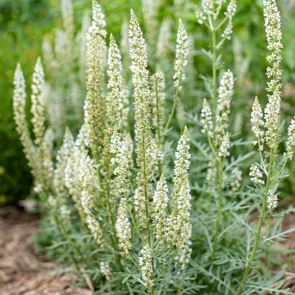 mignonette flower seeds Mignonette 'White' seeds