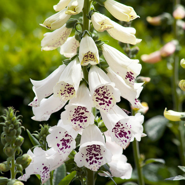 white fox flower seeds Foxglove 'Dalmatian White' F1