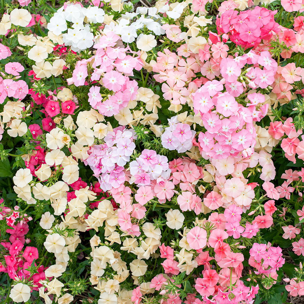 Phlox 'Phlox of Sheep'