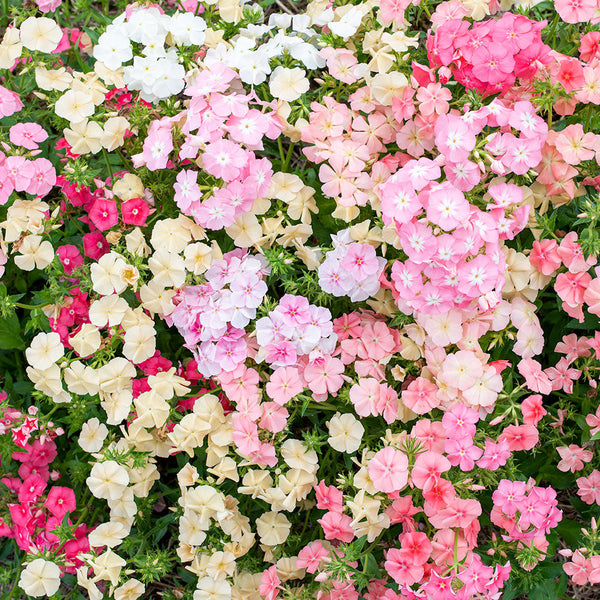 Phlox 'Phlox of Sheep'