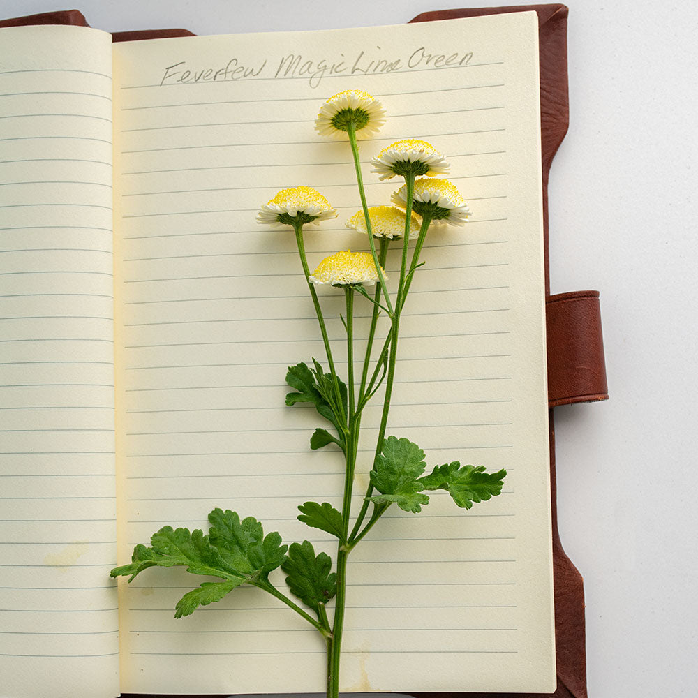 Feverfew 'Magic Lime Green'