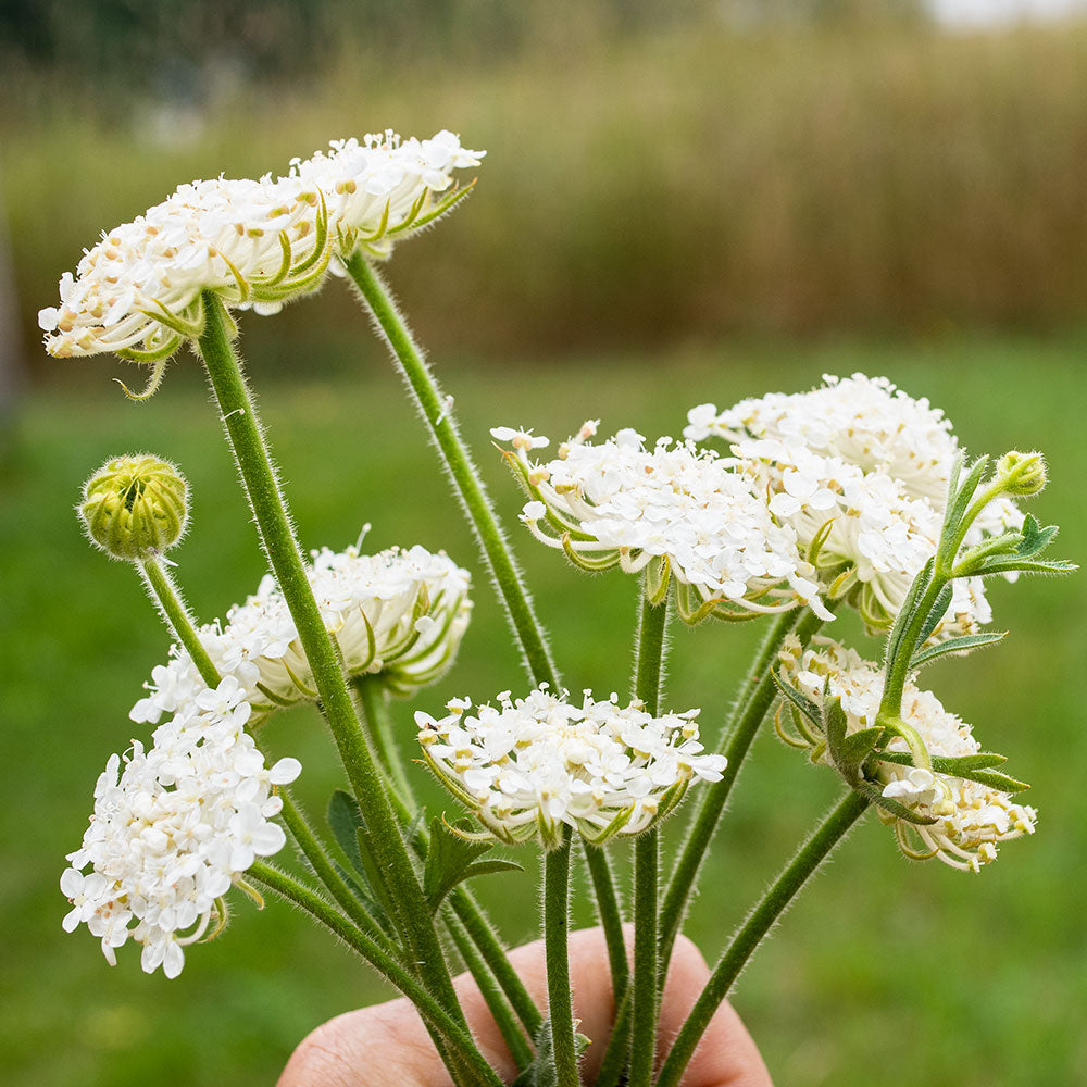 Didiscus 'Lacy White'