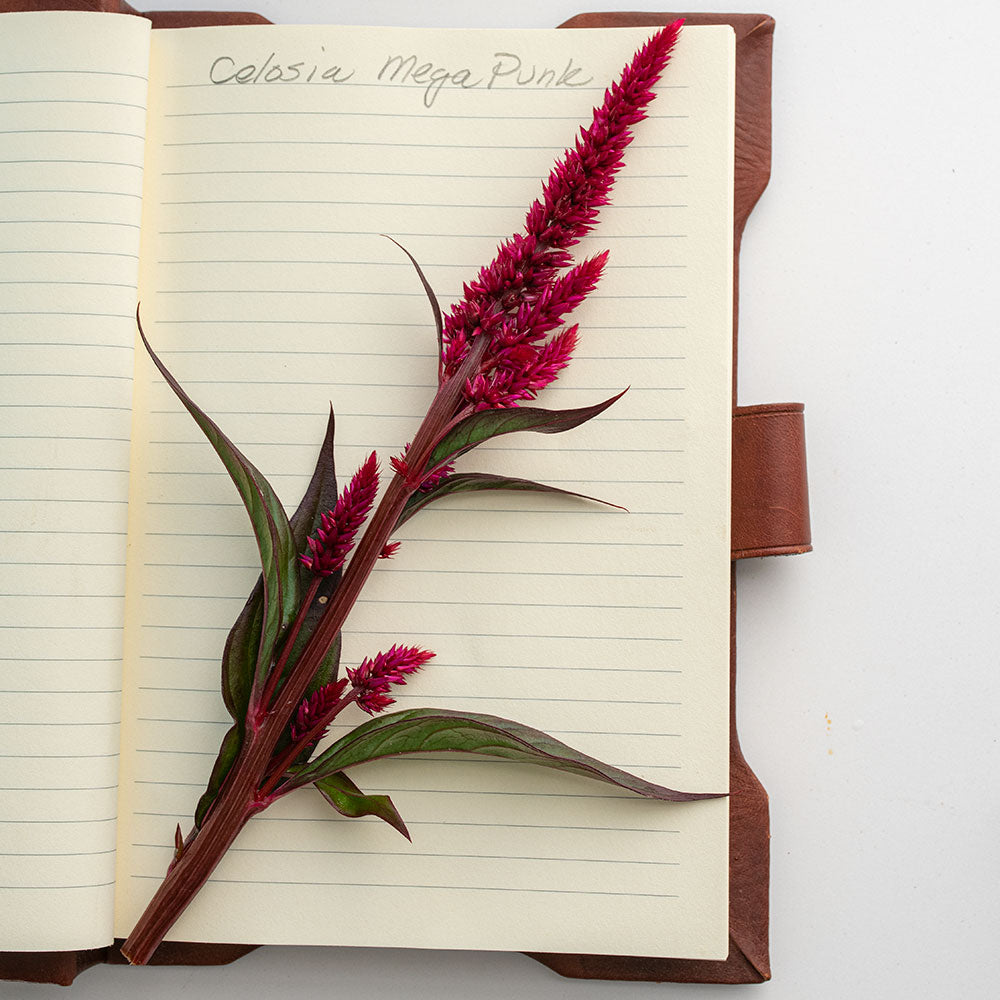 Celosia 'Mega Punk' Organic