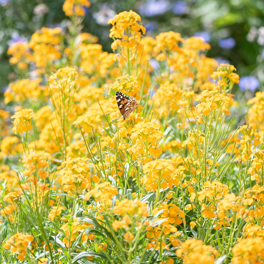 Siberian Wallflower