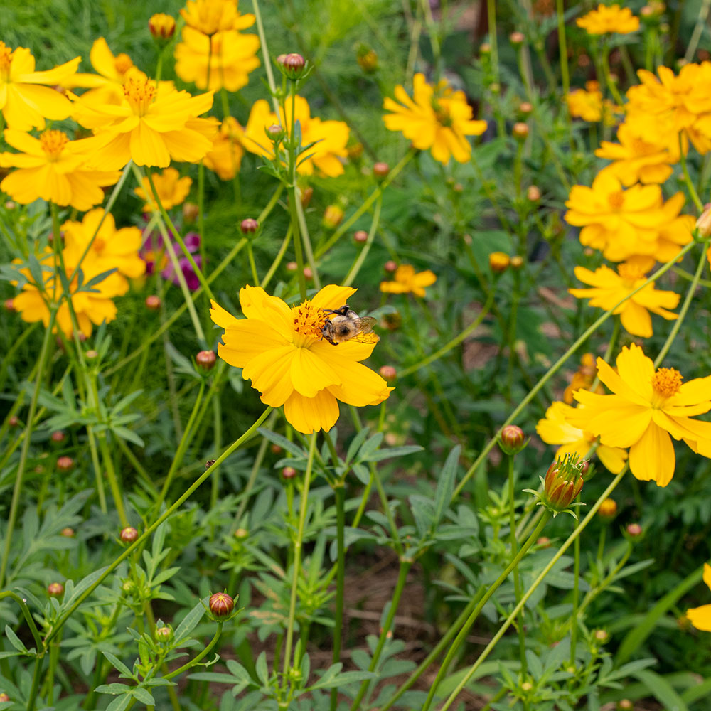 Cosmos 'Crest Lemon'