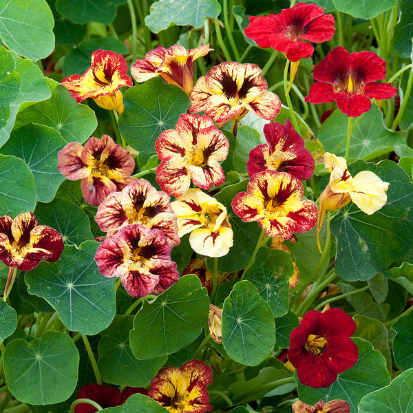 nasturtium flower seeds for sale Nasturtium 'Bloody Mary'