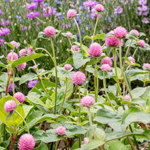 Globe Amaranth 'Salmon Pastel'