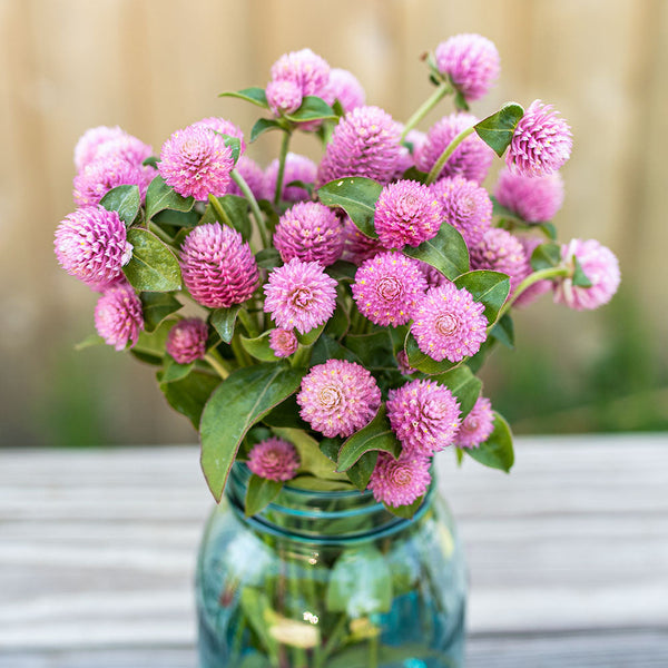 planting globe amaranth seeds Globe Amaranth 'Salmon Pastel' seeds