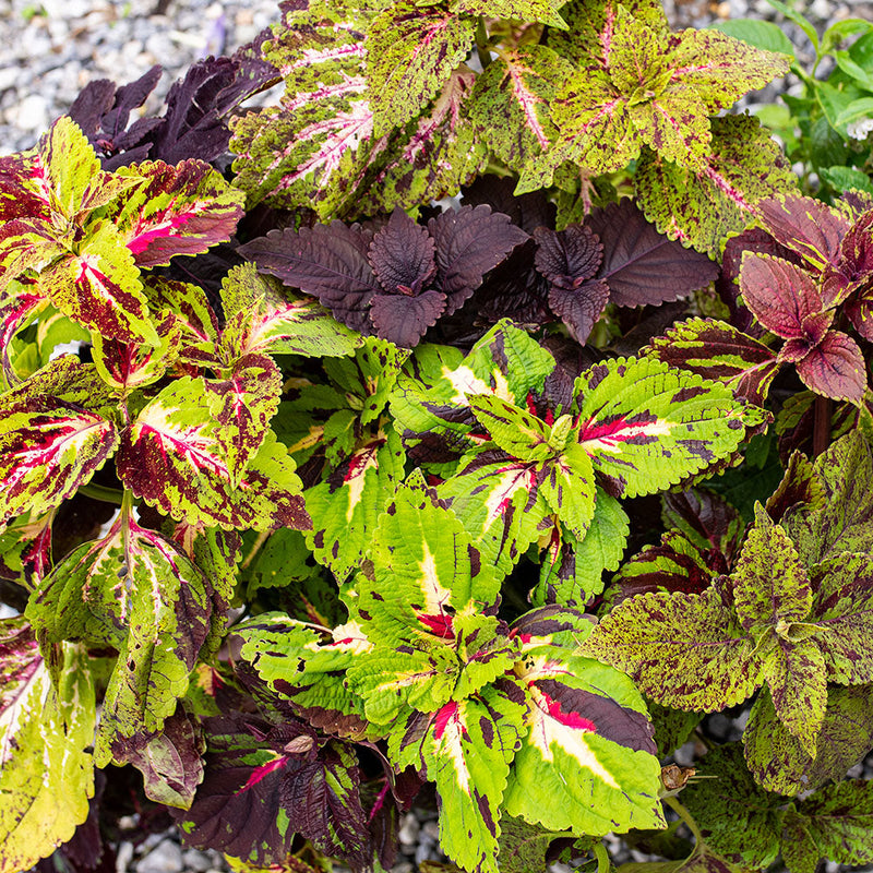 pineapple coleus plant Coleus 'Pineapple Surprise' seeds
