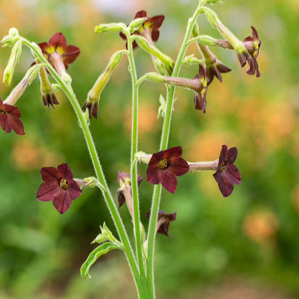 tobacco chocolate Tobacco 'Select Chocolate Chip' seeds tobacco chocolate Tobacco 'Select Chocolate Chip' seeds