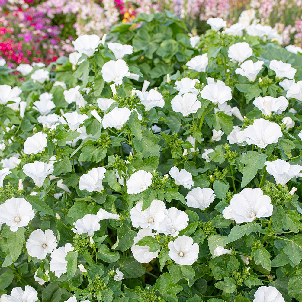 plant lavatera Lavatera trimestris Mont Blanc - Annual Mallow organic seeds