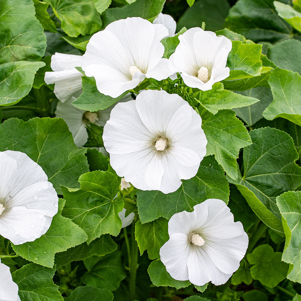 lavatera flower seeds Lavatera trimestris 'Mont Blanc' - Seeds | Flower Seeds