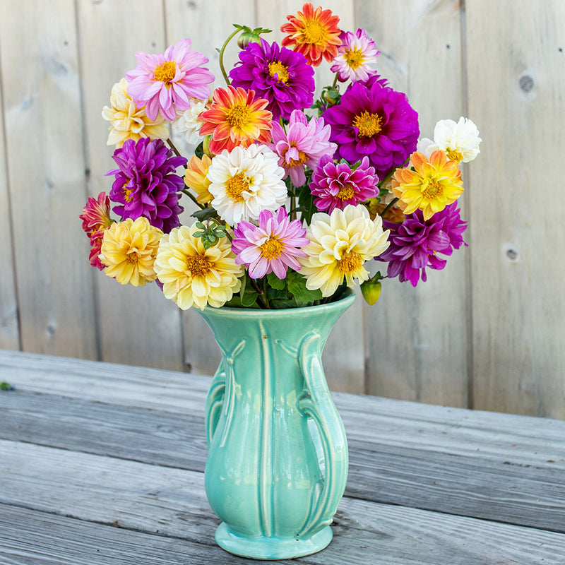 
  



Dahlia 'Pompon Mix'
