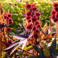 
    



Castor Oil Bean 'Gibsonii'
