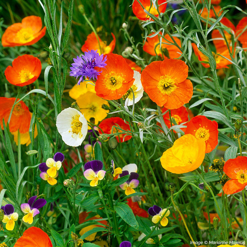 28 Yellow Poppy Spray Floral Stem