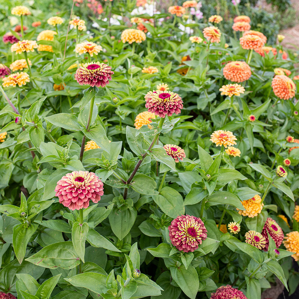 Zinnia 'Queeny Mix' Organic