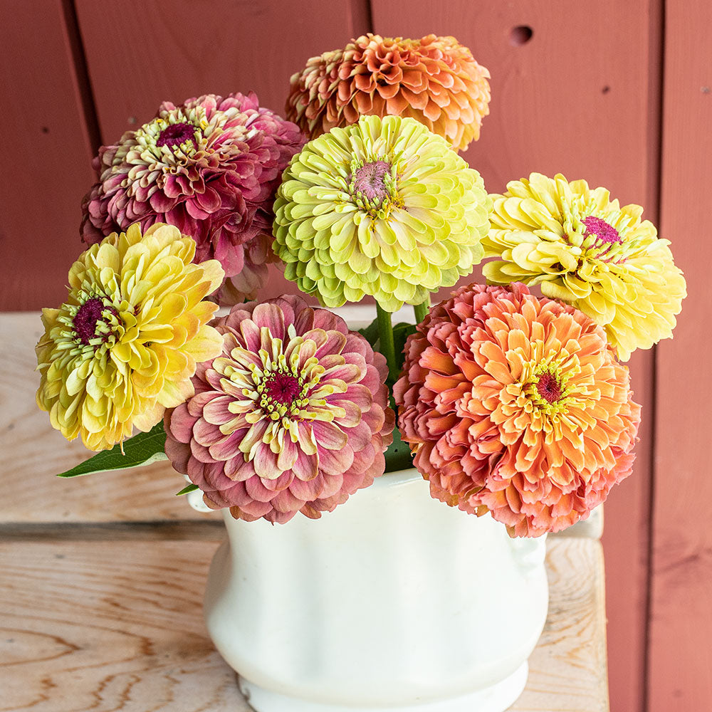 Zinnia 'Queeny Mix' Organic