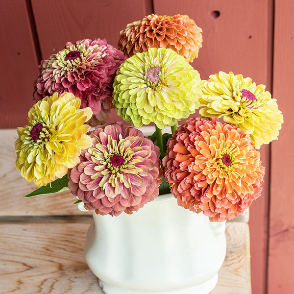 Zinnia 'Queeny Mix' Organic