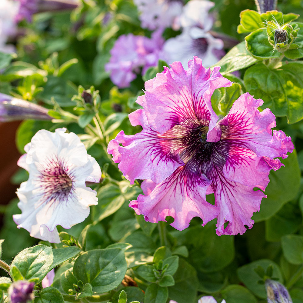 Petunia 'Černý's Superbissima Mix'