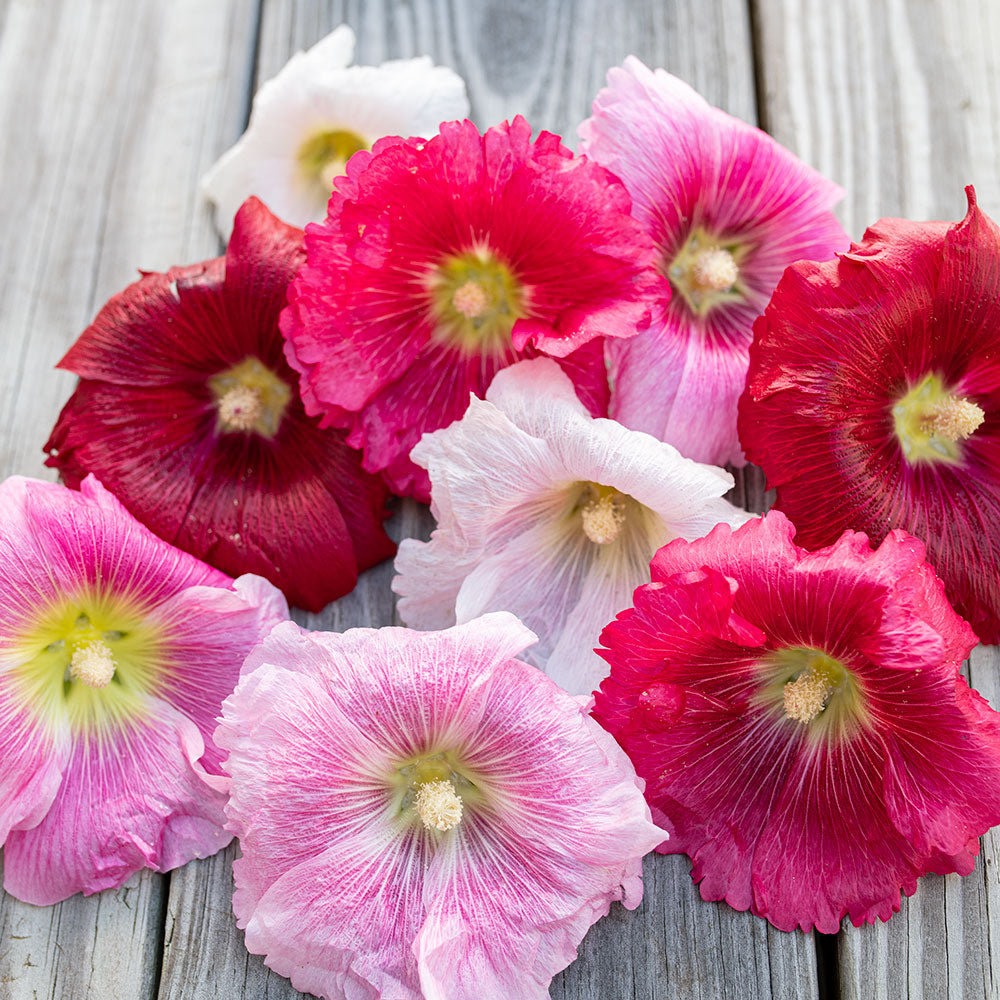 indian pink plant seeds Hollyhock 'Indian Spring' seeds