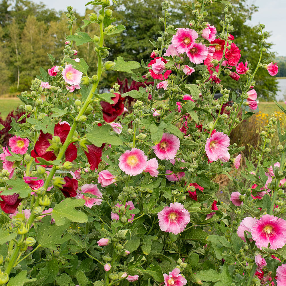 planting hollyhock seeds in spring Hollyhock 'Indian Spring'