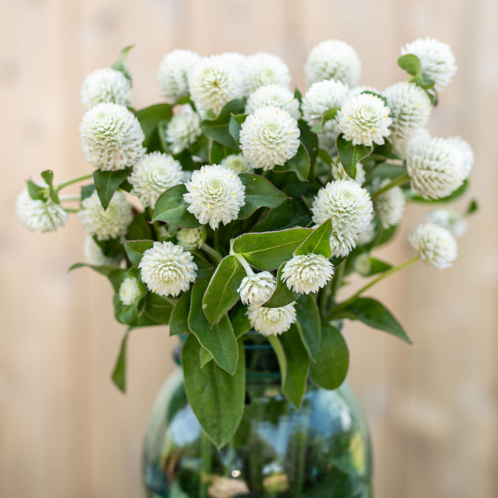 Globe Amaranth 'White'
