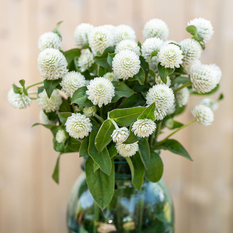 Globe Amaranth 'White'