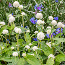 Globe Amaranth 'White'